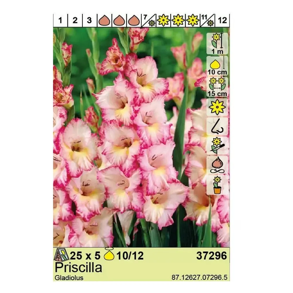 HBM Best BUY Capperline BES Gladiolus Priscilla (x5) Тбилиси - изображение 1
