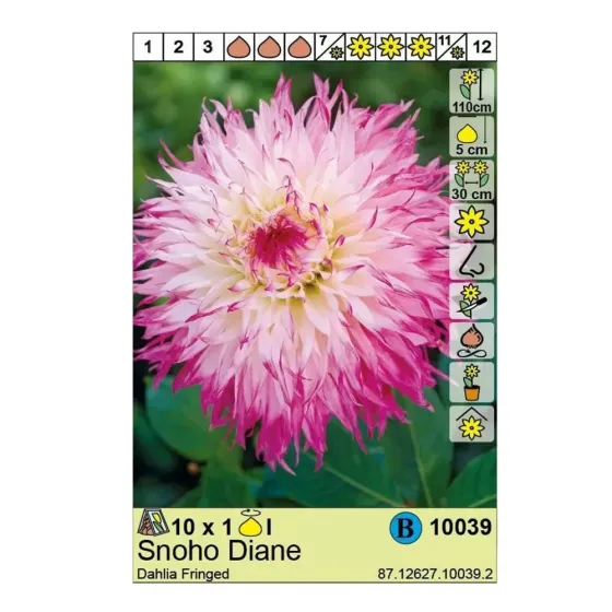 Район HBM STA Далия Снохо Диана (x1) Тбилиси