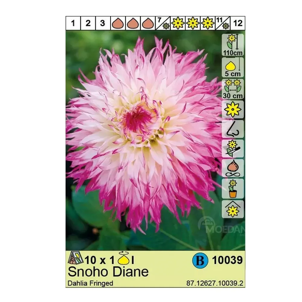 Район HBM STA Далия Снохо Диана (x1) Тбилиси - изображение 1