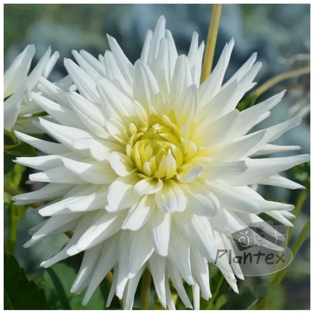 HBM BES Dahlia White Star (x1) Тбилиси - изображение 1