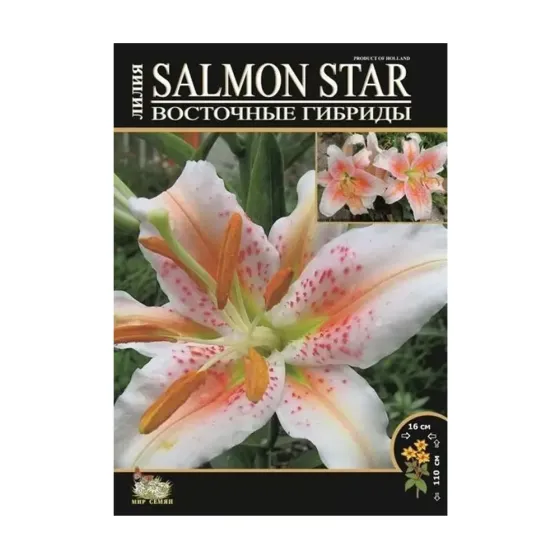 Круглая модель HBM STA Lilium Salmon Star (3 шт.) Тбилиси