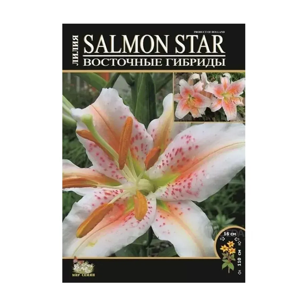 Круглая модель HBM STA Lilium Salmon Star (3 шт.) Тбилиси - изображение 1