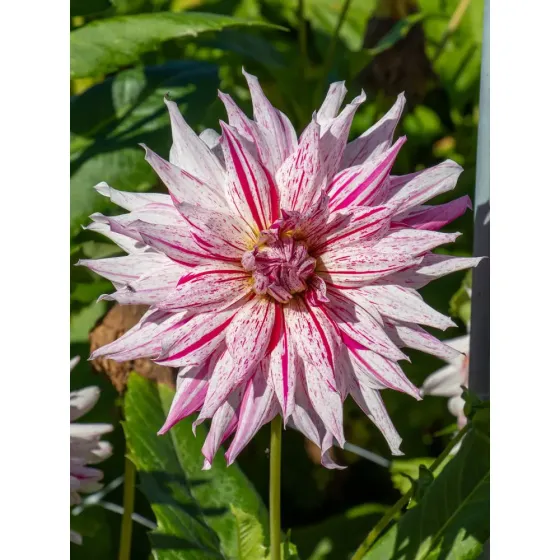 HBM STA Далия Микс Перечная мята (1 шт.) Тбилиси