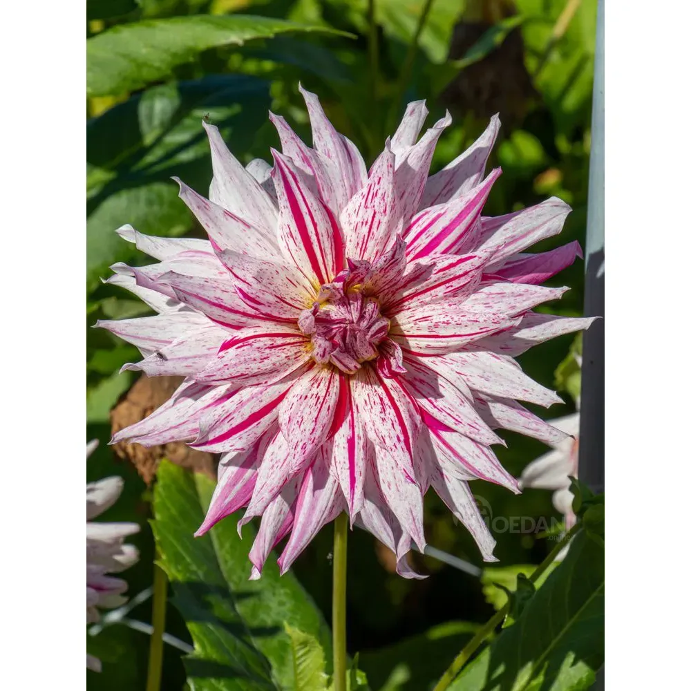 HBM STA Далия Микс Перечная мята (1 шт.) Тбилиси - изображение 1