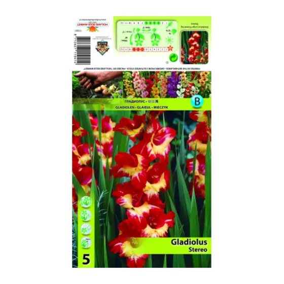 HBM STA Gladiolus Stereo (x5) Тбилиси