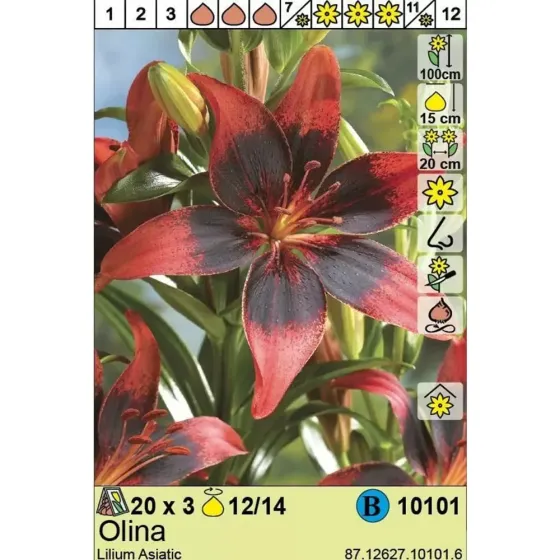 Круглый HBM STA Lilium Olina (x3) Тбилиси