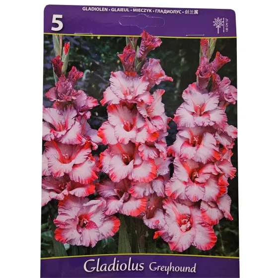HBM BES Гладиолус Грейхаунд (x5) Тбилиси