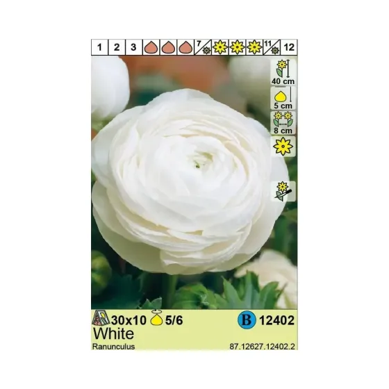 Круглый лютик белый HBM STA (x10) Тбилиси