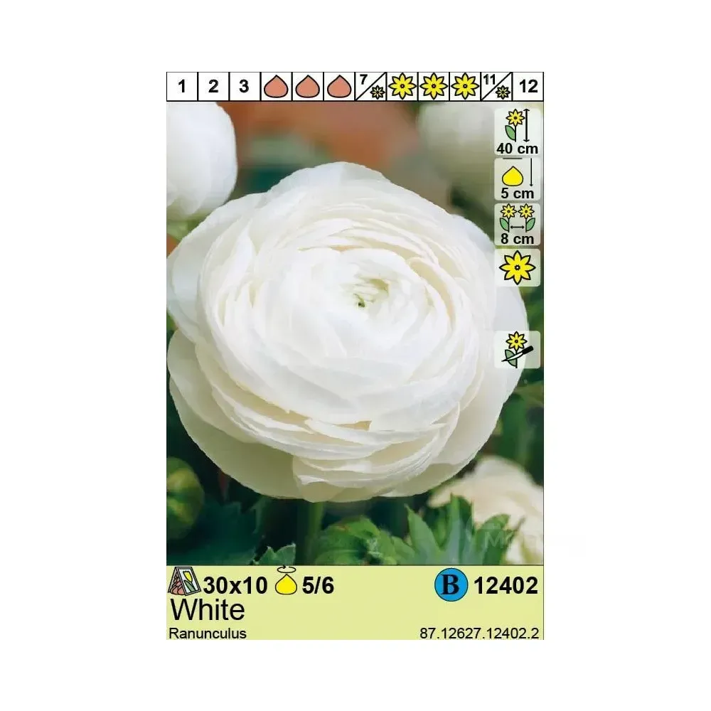 Круглый лютик белый HBM STA (x10) Тбилиси - изображение 1