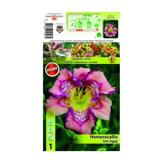 HBM STA Hemerocallis Get Jiggy (x1) Тбилиси