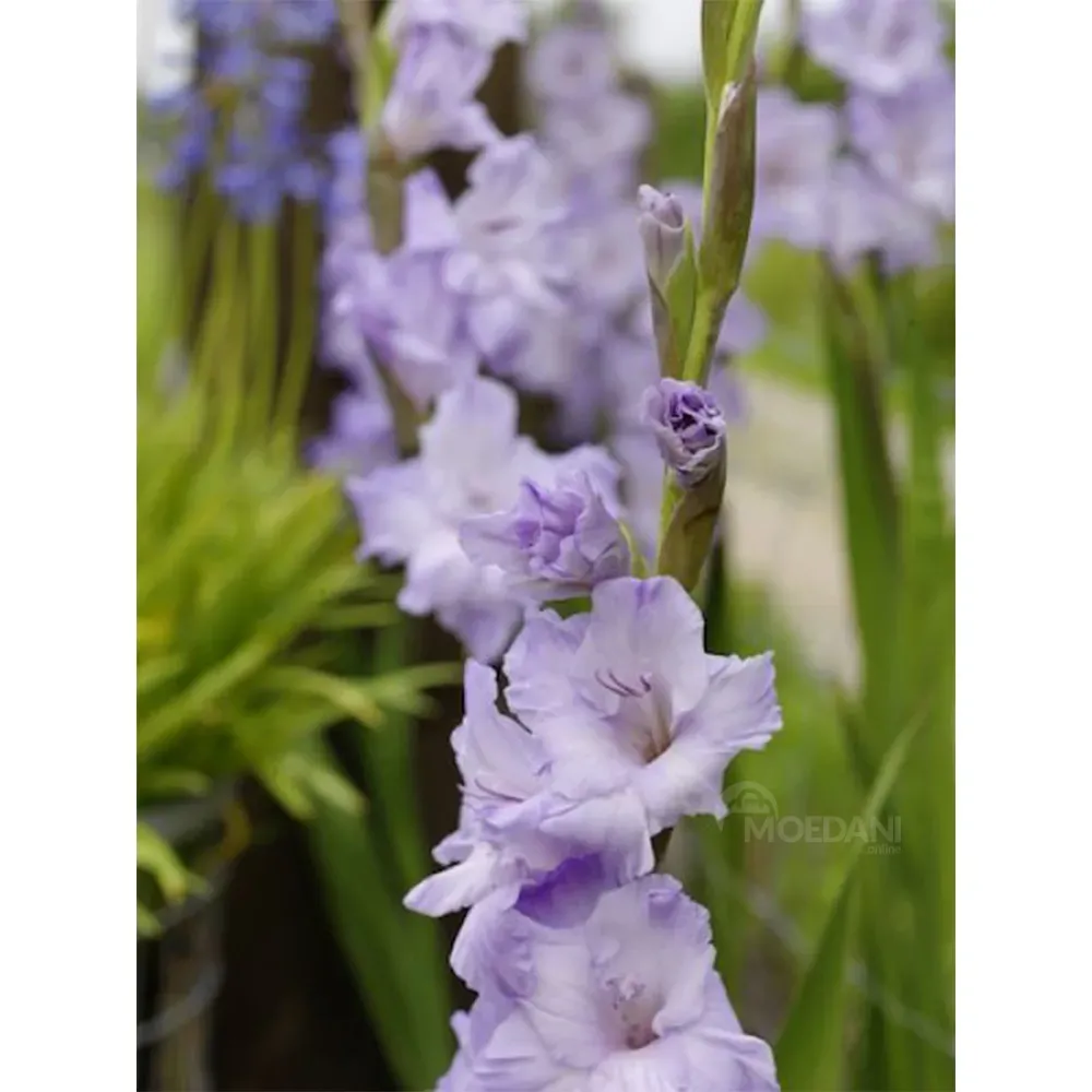 HBM STA Гладиолус сладкий синий (5 шт.) Тбилиси - изображение 1