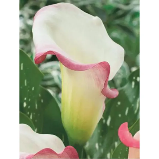 HBM STA Calla Parfait (x1) Тбилиси