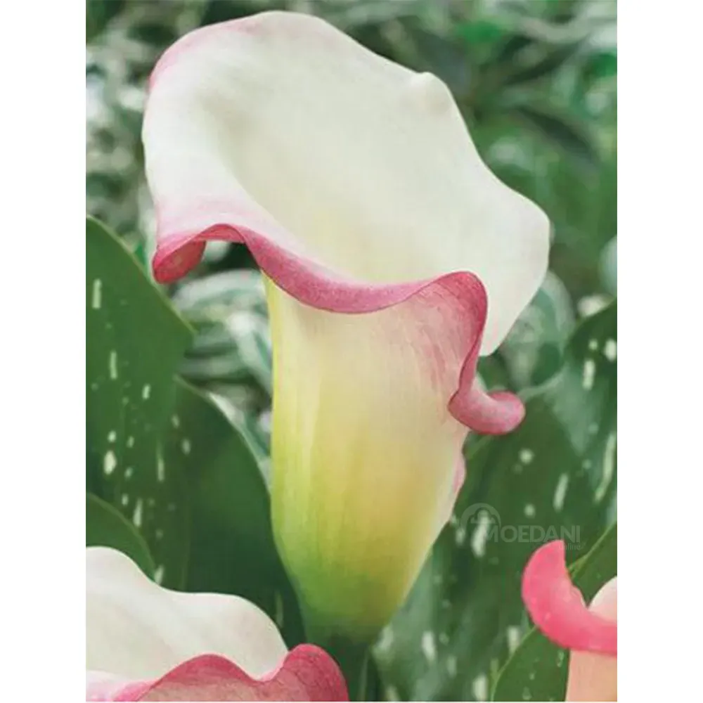 HBM STA Calla Parfait (x1) Тбилиси - изображение 1