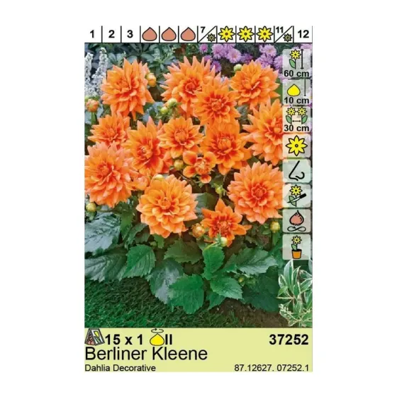 HBM BES Георгин Берлинер Клини (x1) Тбилиси