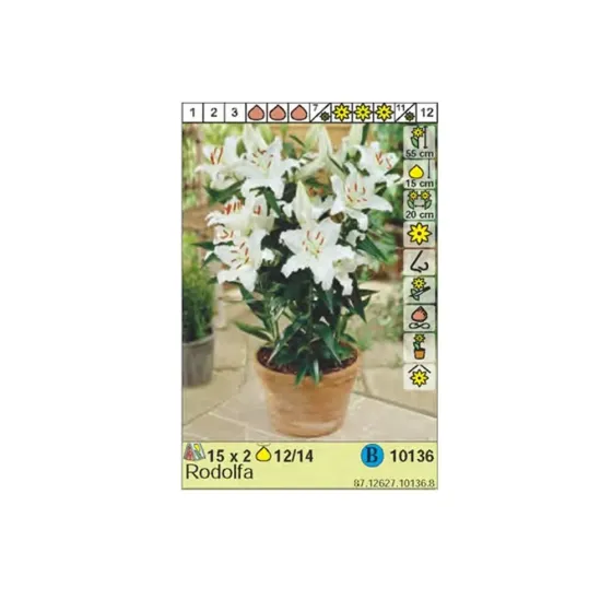 Круглый HBM STA Лилиум Родольфа (x2) Тбилиси