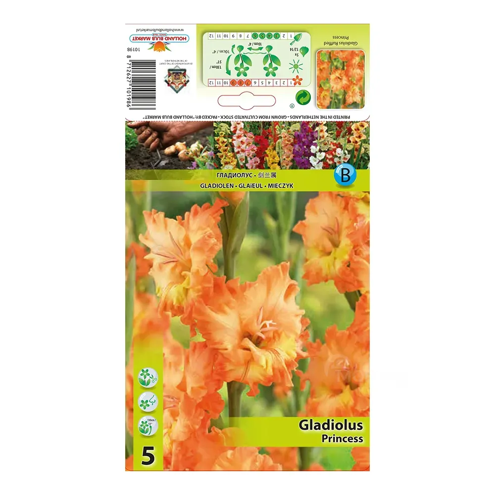 HBM STA Gladiolus Princess (x5) Tbilisi - photo 1