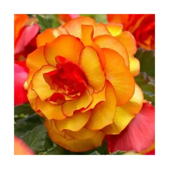 Круглая доска для SUP-серфинга HBM Begonia Picotee желто-красного цвета (1 шт.) Тбилиси