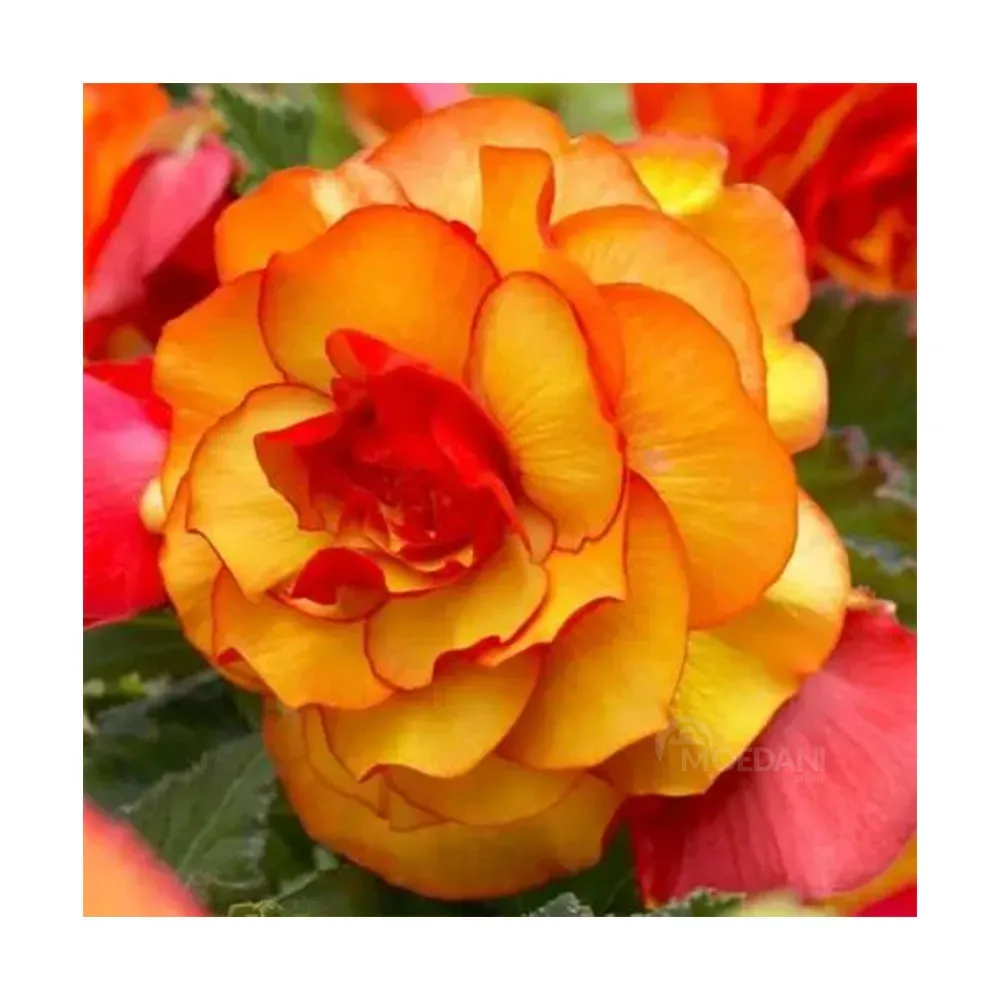 Круглая доска для SUP-серфинга HBM Begonia Picotee желто-красного цвета (1 шт.) Тбилиси - изображение 1