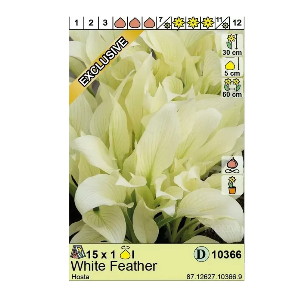 Хоста HBM STA White Feather (1 шт.) Тбилиси - изображение 1