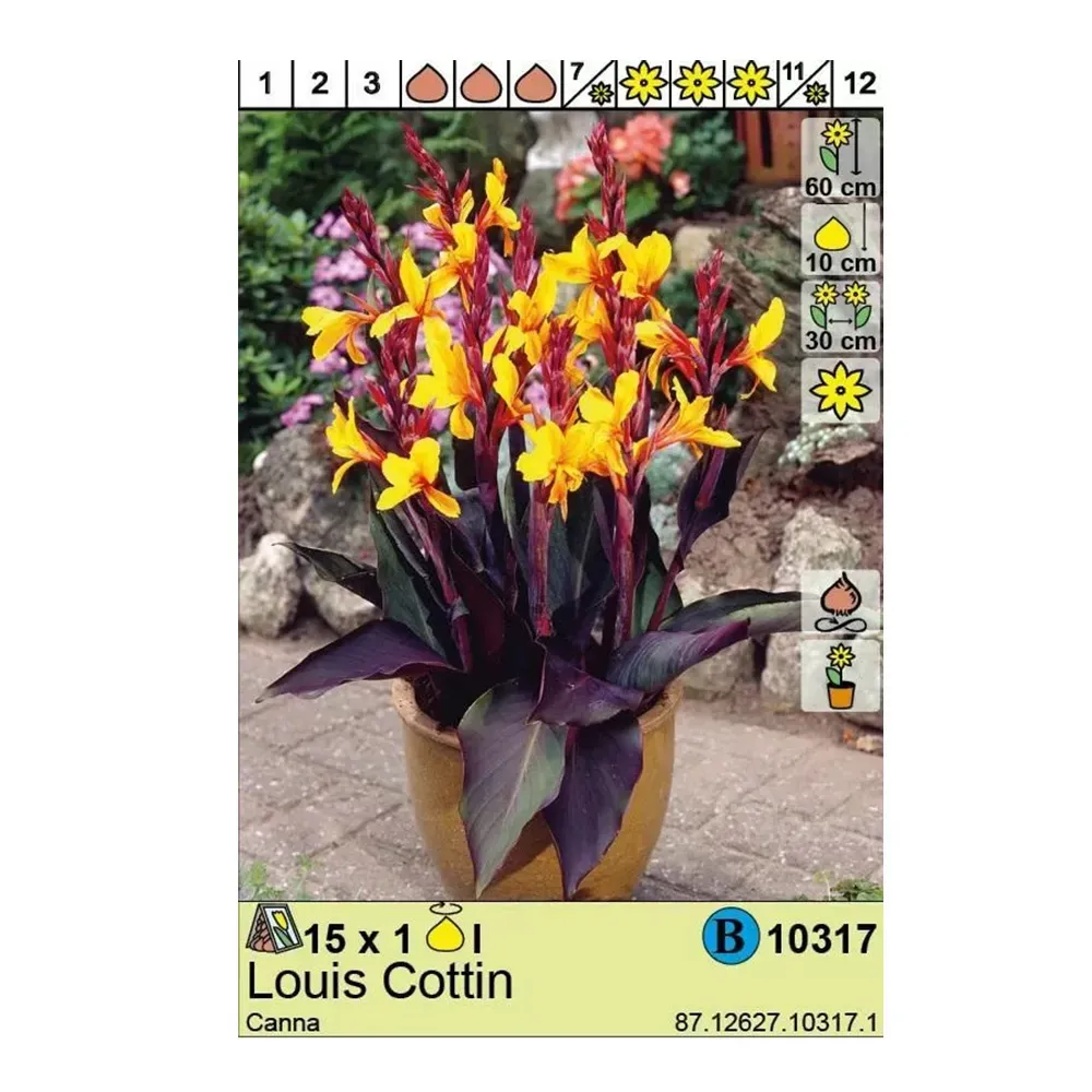 HBM STA Canna Louis Cotton (x1) Тбилиси - изображение 1