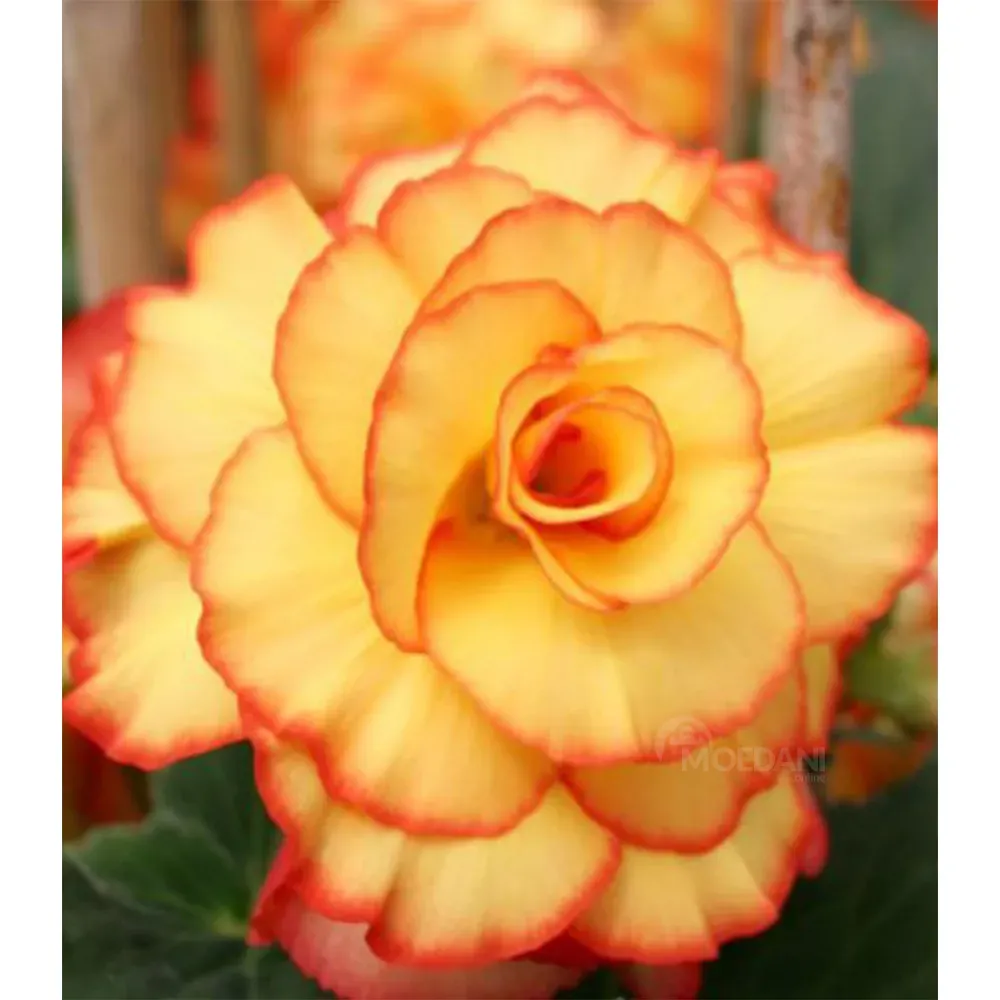 Ბოლქვოვანი HBM STA Begonia Picotee Yellow/Red (x2) თბილისი - photo 1