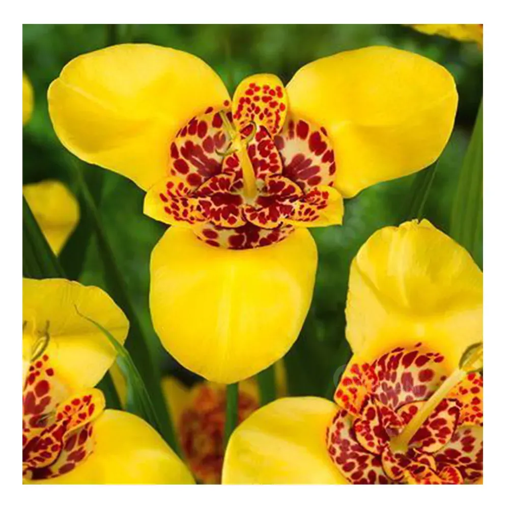 HBM STA Tigridia Aurea (x8) Тбилиси - изображение 1