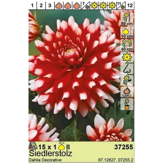 HBM BES Георгин Зидлерштольц (x1) Тбилиси