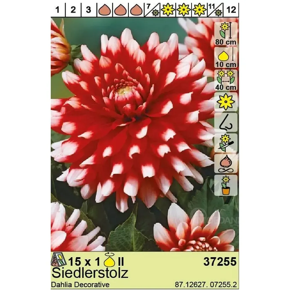 HBM BES Георгин Зидлерштольц (x1) Тбилиси - изображение 1