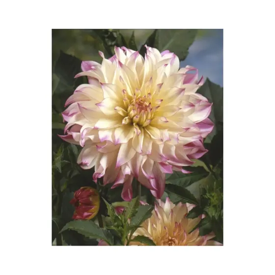 Круговая HBM STA Далия Фернклифф Иллюзия (x1) Тбилиси