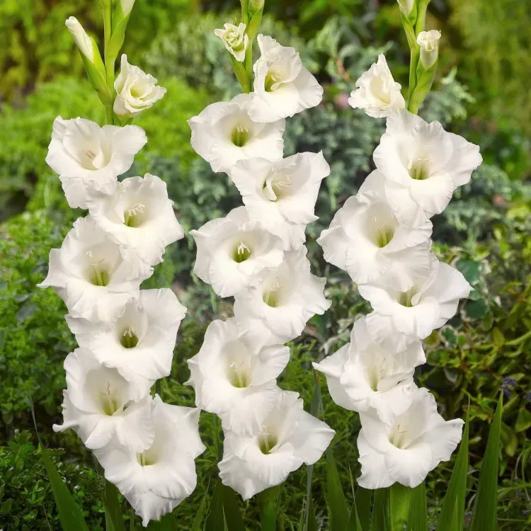 SUP HBM Gladiolus White Prosperity 2 шт. Тбилиси - изображение 1
