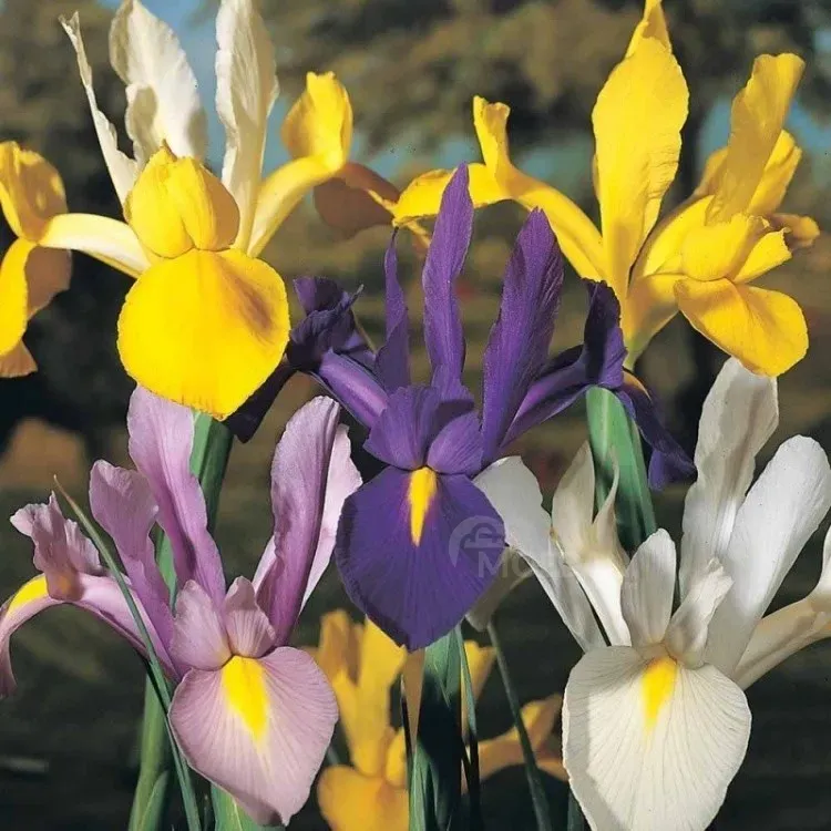HBM Голландский ирис, смешанный (10 шт.) Тбилиси - изображение 1