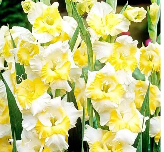 BES HBM Гладиолус Багги 10/12 5 шт. Тбилиси