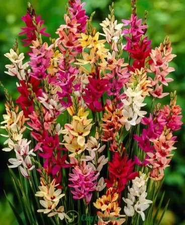 STA HBM Ixia Mixed 5/7 10 шт. Тбилиси