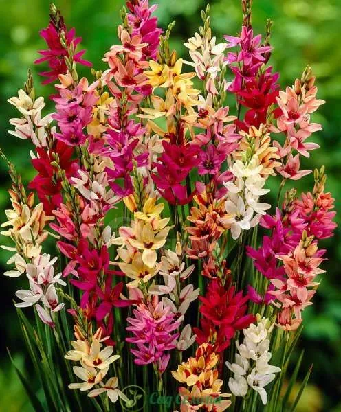 STA HBM Ixia Mixed 5/7 10 шт. Тбилиси - изображение 1