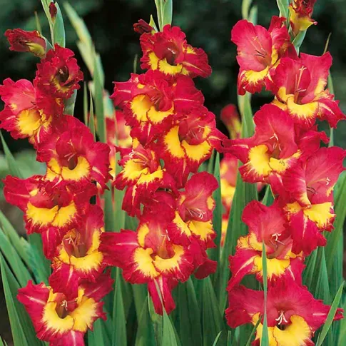 BES HBM Гладиолус Фар Вест 10/12 5 шт. Тбилиси