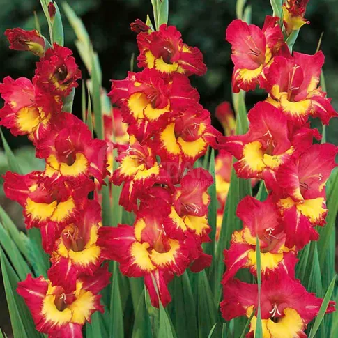 BES HBM Гладиолус Фар Вест 10/12 5 шт. Тбилиси - изображение 1