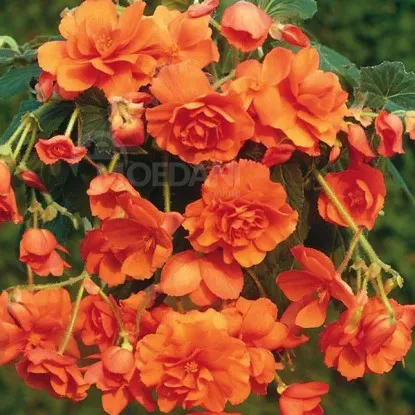 STA HBM Бегония Pendula Оранжевая 5/6 2 шт. Тбилиси - изображение 1