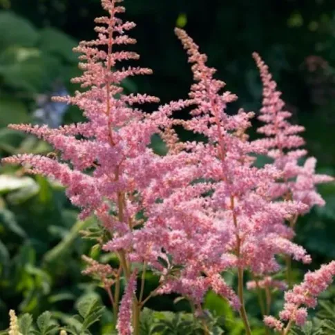 Астильба, персиковый цвет, 2/3, 1 шт. Тбилиси