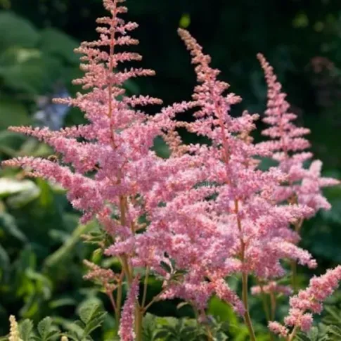 Астильба, персиковый цвет, 2/3, 1 шт. Тбилиси - изображение 1