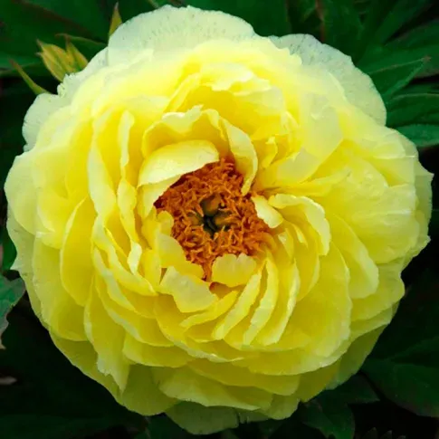 BES HBM Пион желтый (x1) 1/2 Тбилиси