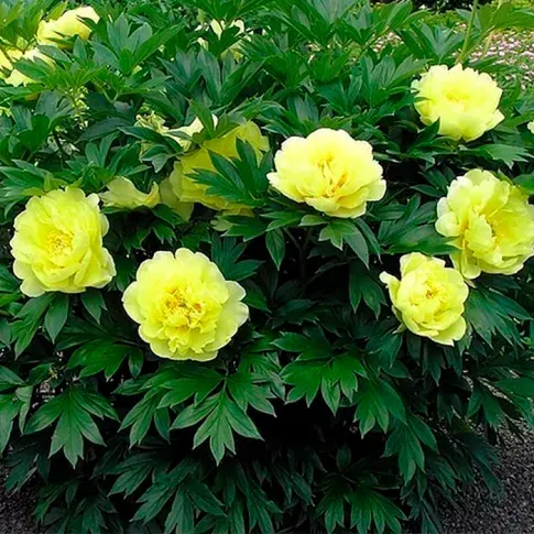 BES HBM Пион желтый (x1) 1/2 Тбилиси