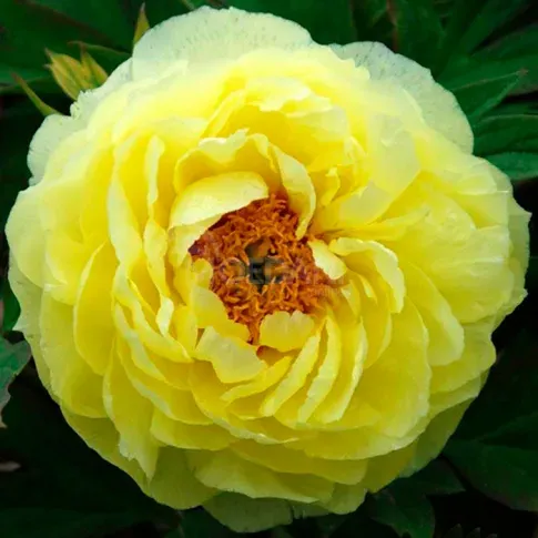 BES HBM Пион желтый (x1) 1/2 Тбилиси - изображение 2