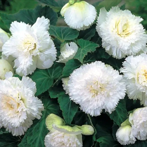 Ბოლქვი BES HBM Begonia Fimbriata White (x2) 4/5 თბილისი - photo 1