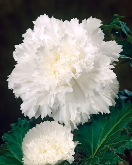 Ბოლქვი BES HBM Begonia Fimbriata White (x2) 4/5 თბილისი - photo 2