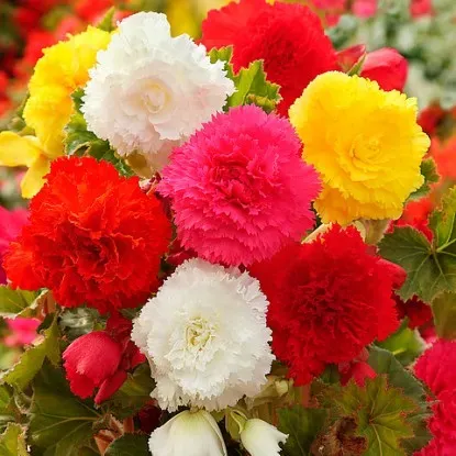 STA HBM Бегония бахромчатая, смесь 4/5, 3 шт. Тбилиси