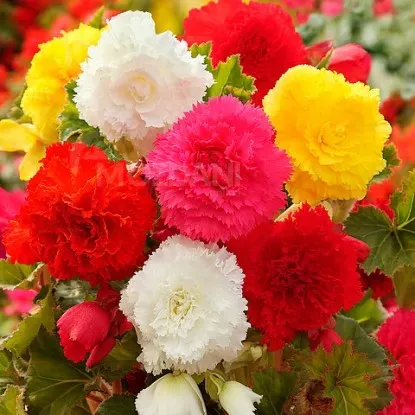 STA HBM Бегония бахромчатая, смесь 4/5, 3 шт. Тбилиси - изображение 1