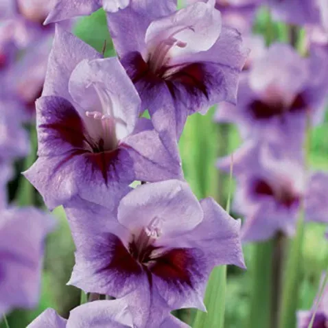 BES HBM Gladiolus Bono's Memory 10/12 5 шт. Тбилиси