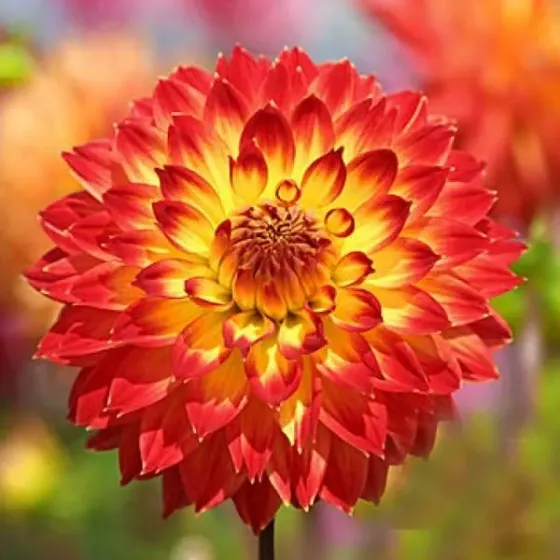 BES HBM Dahlia Procyon II 1 шт. Тбилиси