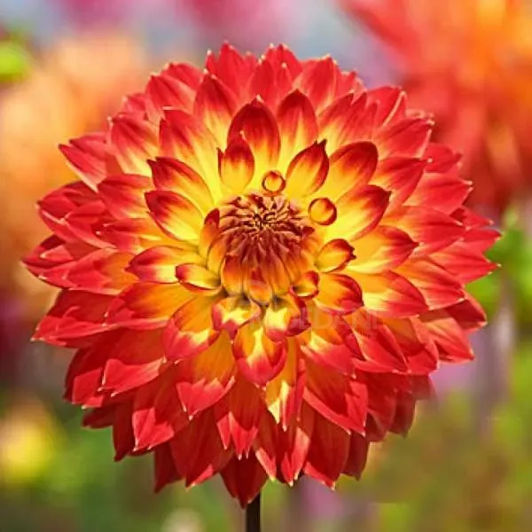 BES HBM Dahlia Procyon II 1 шт. Тбилиси - изображение 1