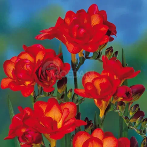 STA HBM Фрезия двойная оранжевая (10 шт.) 5/+ Тбилиси - изображение 1